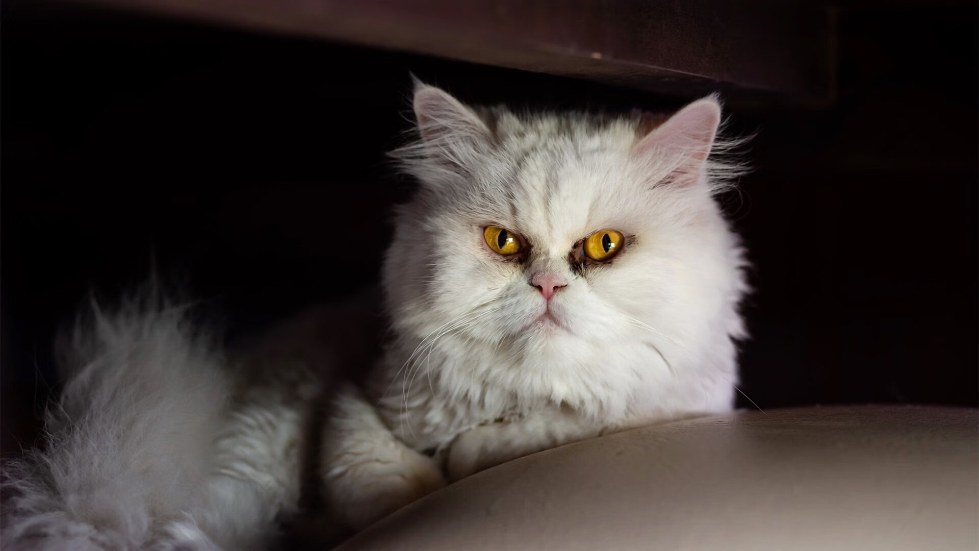 “华金·托比利亚的全场覆盖与高效反击,成为阿根廷美洲狮队的关键力量”