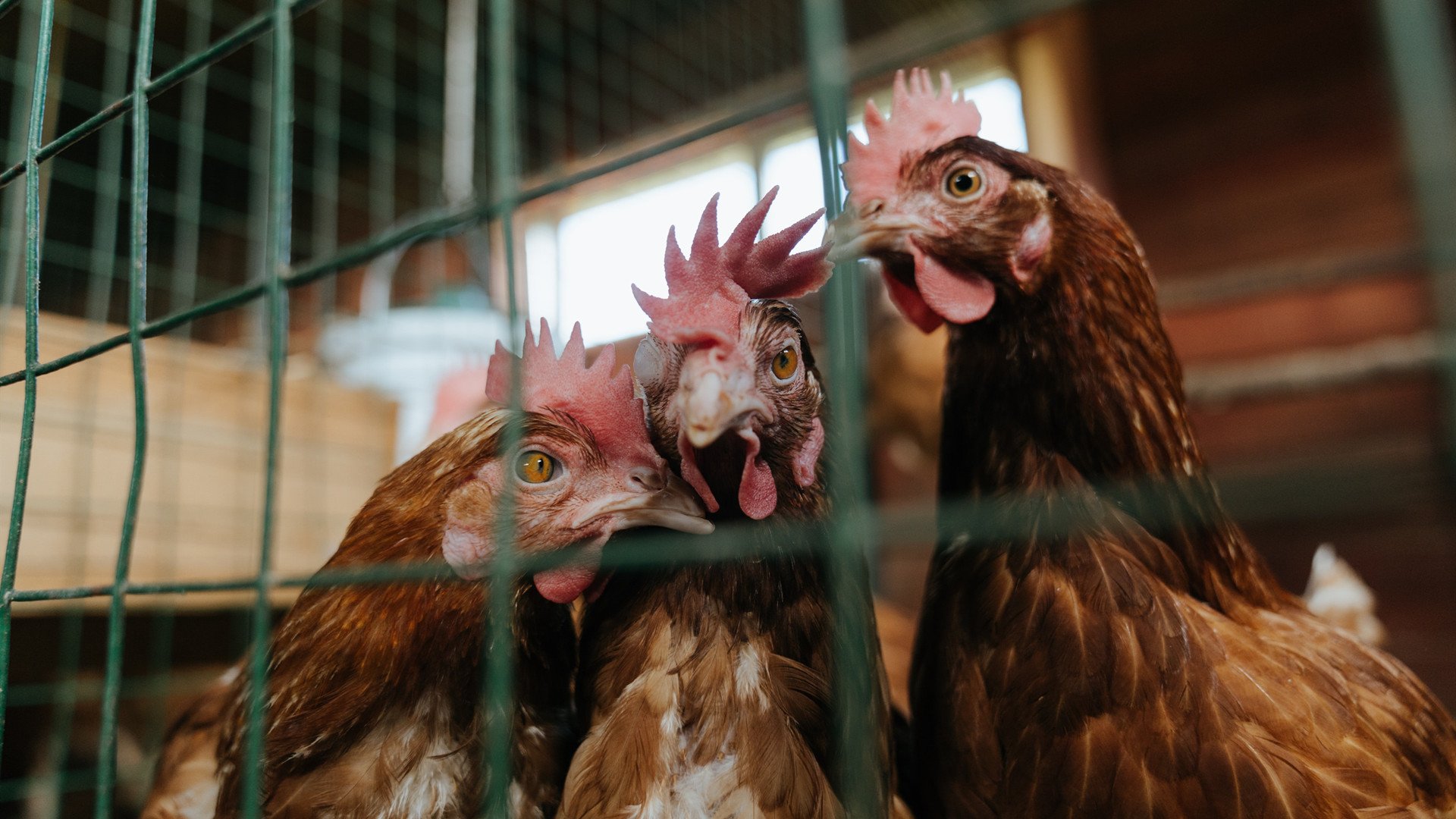 中国篮球长期缺乏战术型控卫的原因是，中国篮球落后的原因